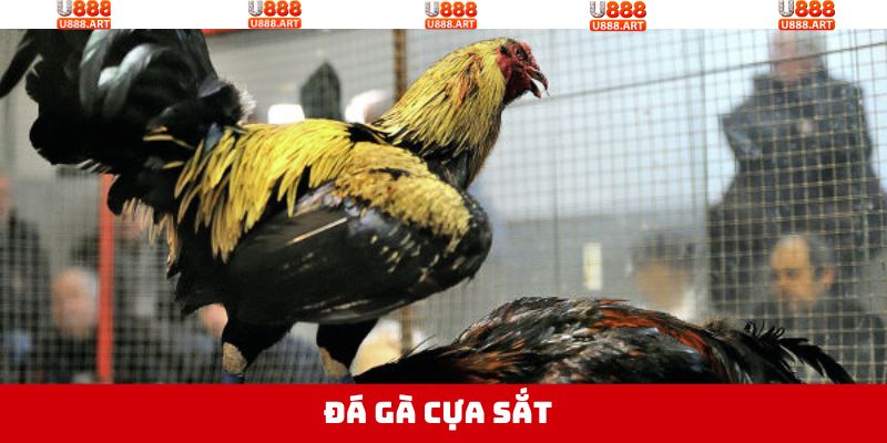 Đá Gà Cựa Sắt - Hòa Minh Với Trận Chiến Kịch Tính, Nảy Lửa