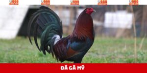 Đá Gà Mỹ - Nơi Hội Tụ Những Trận Đấu Nảy Lửa Tại U888