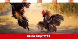 Đá Gà Trực Tiếp - Điển Hình Trận Đấu Đầy Kịch Tính, Nảy Lửa