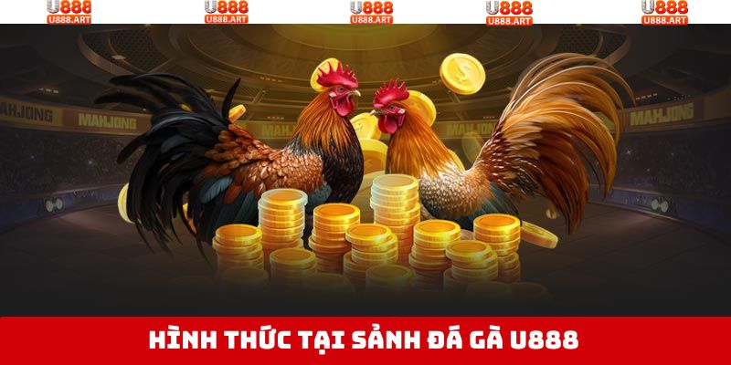 Tổng hợp các loại đá gà U888 hấp dẫn, phổ biến nhất