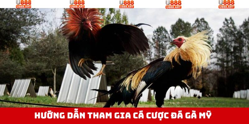 Hướng dẫn cách thức trải nghiệm cá cược chọi gà Mỹ