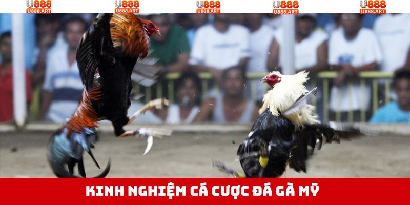 Nắm rõ kinh nghiệm khi tham gia đá gà Mỹ tại U888 thắng lớn