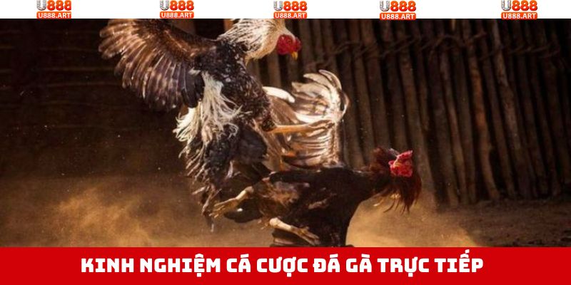 Đá Gà Trực Tiếp - Điển Hình Trận Đấu Đầy Kịch Tính, Nảy Lửa 4 Bí quyết nắm chắc phần thắng khi tham gia đá gà trực tiếp U888