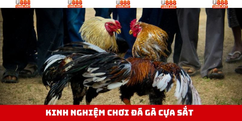 Kinh nghiệm thắng lớn từ cao thủ khi tham gia chọi gà cựa sắt