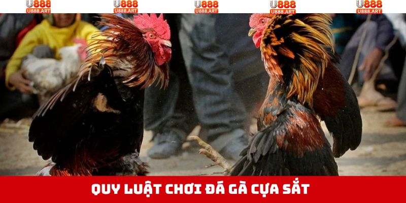 Nắm rõ về luật chơi trong đá gà cựa sắt tại U888