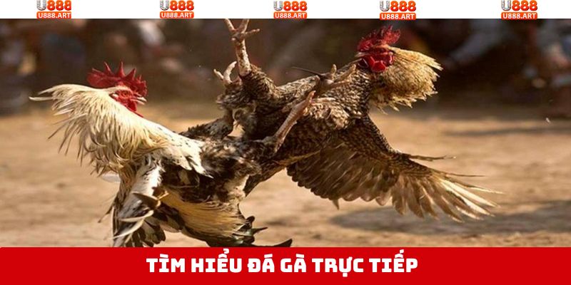 Đá Gà Trực Tiếp - Điển Hình Trận Đấu Đầy Kịch Tính, Nảy Lửa 2 Hình thức chọi gà trực tiếp thú vị