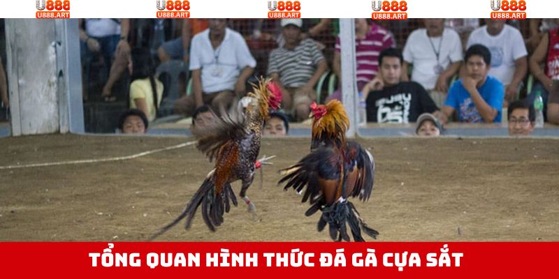 Điều hấp dẫn về loại hình đá gà cựa sắt