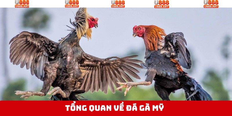 Điểm qua điều thú vị trong đá gà Mỹ