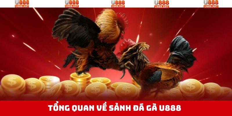 Điểm qua điều thú vị về chọi gà U888