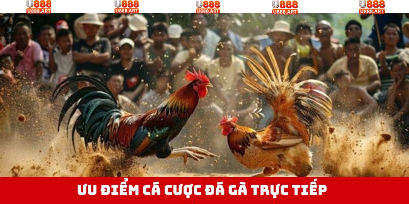 Đá Gà Trực Tiếp - Điển Hình Trận Đấu Đầy Kịch Tính, Nảy Lửa 3 Tại sao nên tham gia chơi chọi gà trực tiếp ở U888