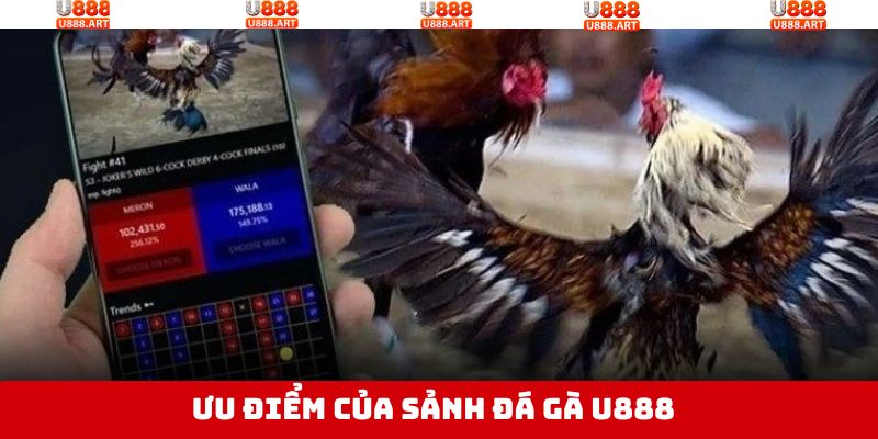 Các ưu điểm nổi trội về sảnh chơi chọi gà U888 hấp dẫn